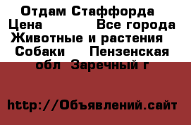 Отдам Стаффорда › Цена ­ 2 000 - Все города Животные и растения » Собаки   . Пензенская обл.,Заречный г.